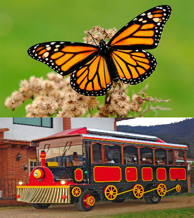 Mariposa Monarca y Valle de Bravo